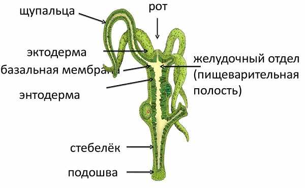 Кракен телеграм